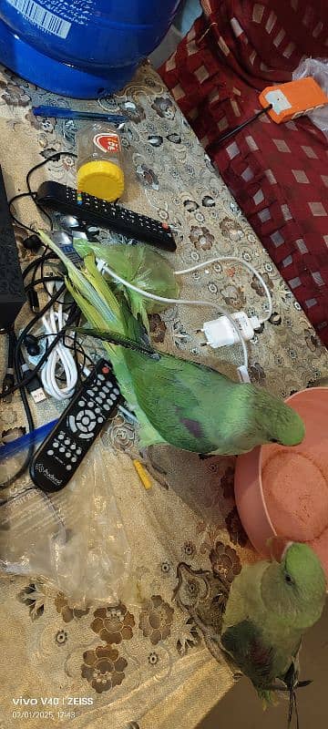 parrot pair for sale parot parrot 2