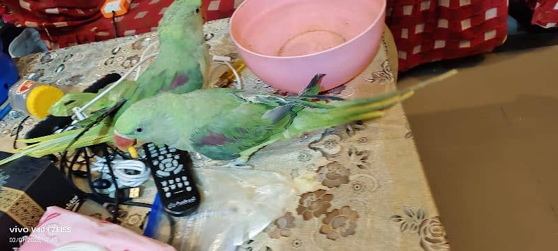 parrot pair for sale parot parrot 3