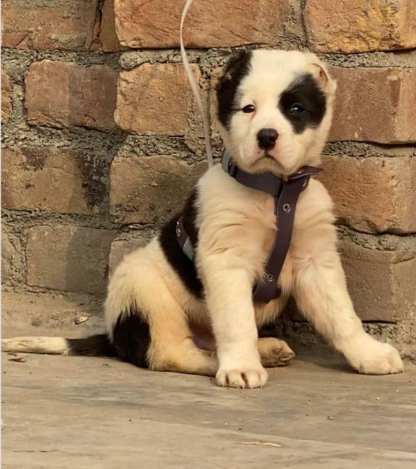 alabai security Dog 2 month male for sale heavy bone 0