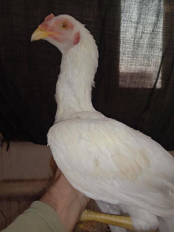 Aseel heera male (white murgha) for sale 5