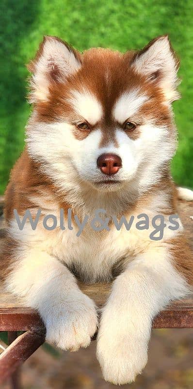 siberian husky puppy 2