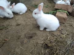 Angora rabbit  white with red eyes