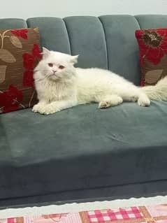 white cat/punch face male cute triple fluffy cat