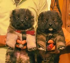 bakarwal security dog 2 month pair for sale heavy bone