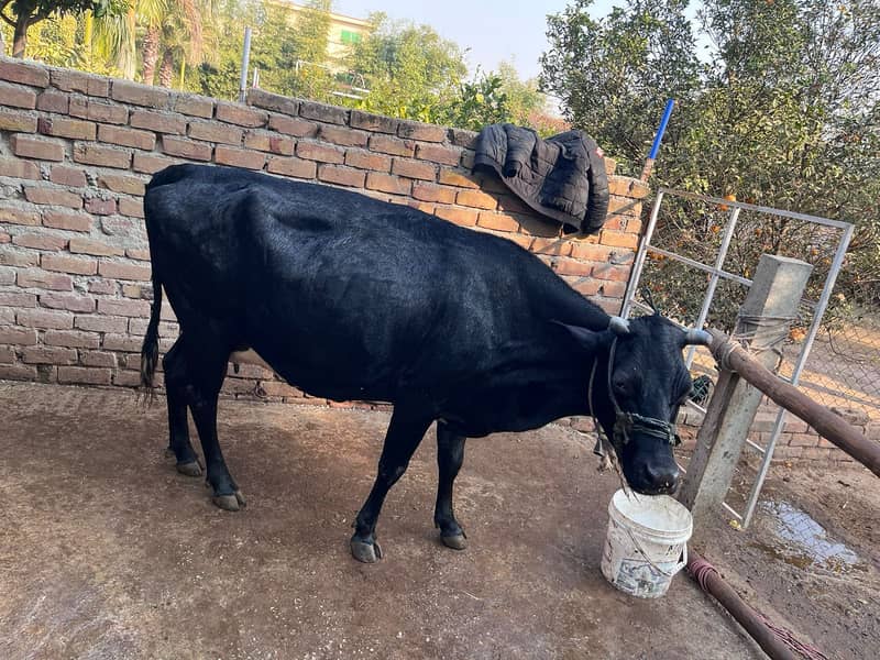 fresian cow for sale 2