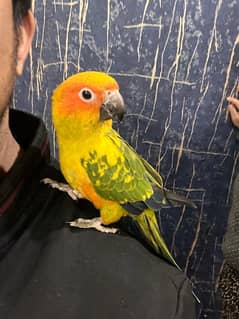 Sun Conure Tame and Friendly