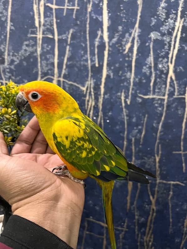 Sun Conure Tame and Friendly 1