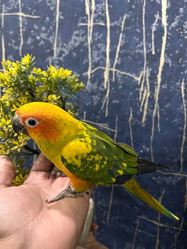 Sun Conure Tame and Friendly 2