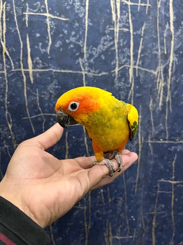 Sun Conure Tame and Friendly 3