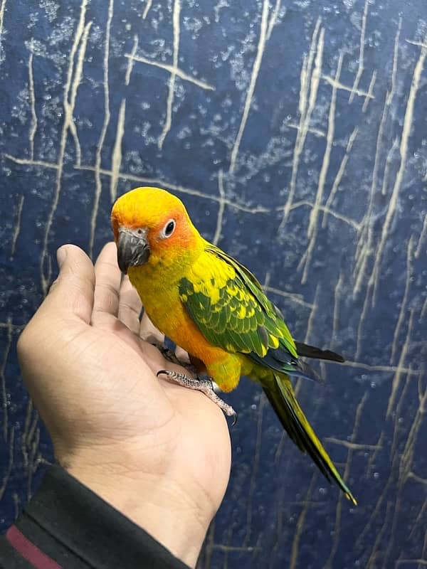 Sun Conure Tame and Friendly 4