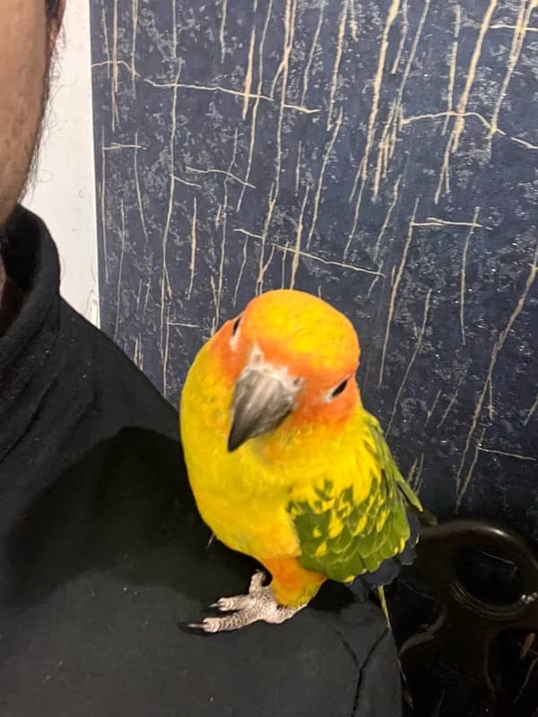 Sun Conure Tame and Friendly 5