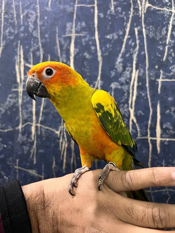 Sun Conure Tame and Friendly 6