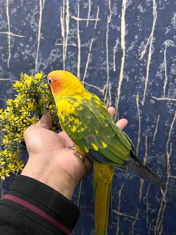 Sun Conure Tame and Friendly 7