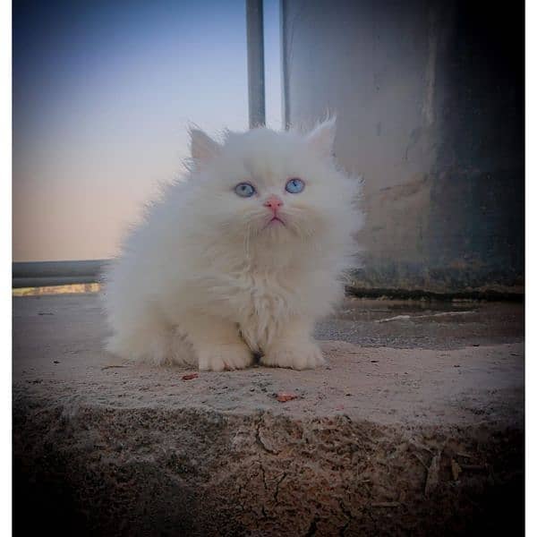 Pure Persian Punch Face Kitten 1