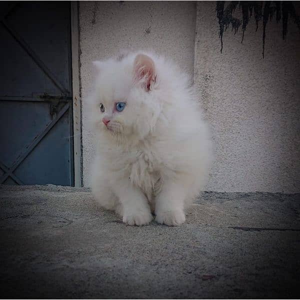 Pure Persian Punch Face Kitten 4