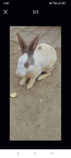 Rabbit red eyes pair aur aik Brown female for sale