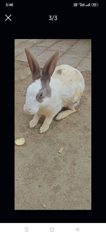 Rabbit red eyes pair aur aik Brown female for sale 0