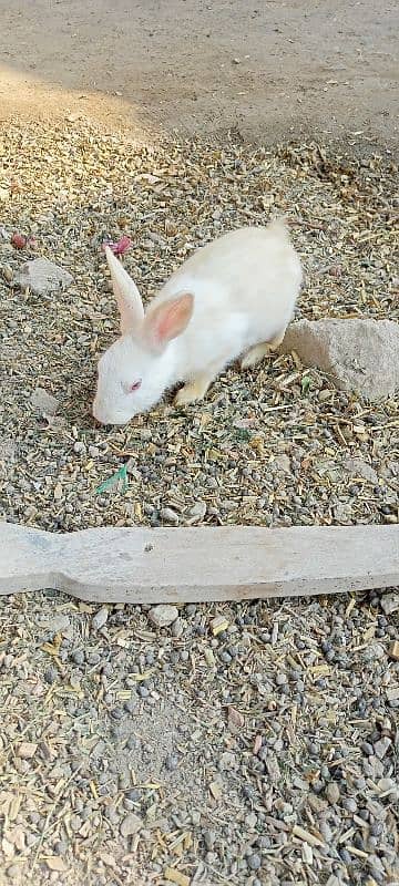 Rabbit red eyes pair aur aik Brown female for sale 1