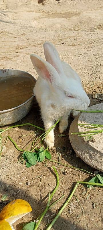 Rabbit red eyes pair aur aik Brown female for sale 2