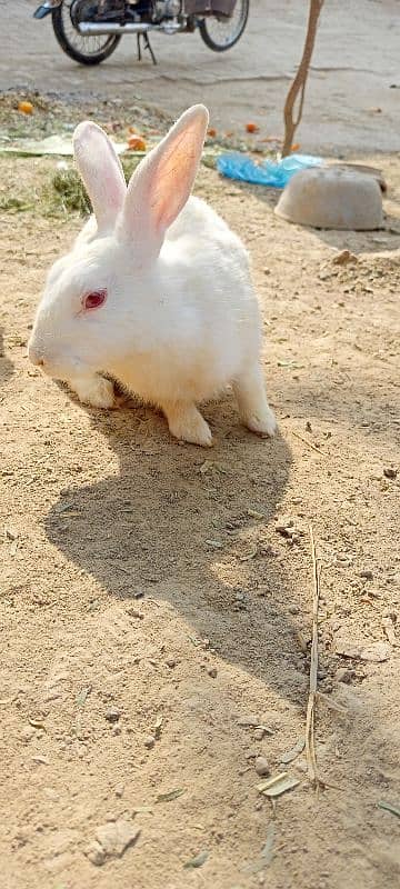 Rabbit red eyes pair aur aik Brown female for sale 3