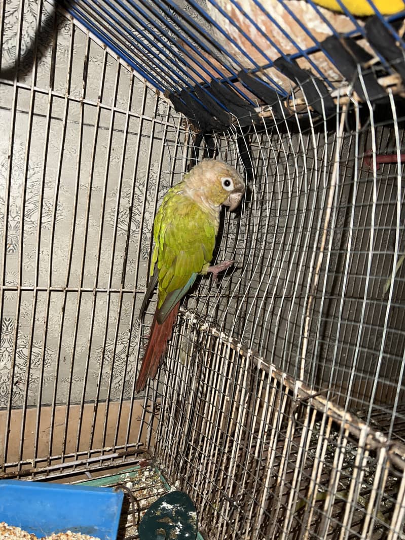 Apple perrot 0