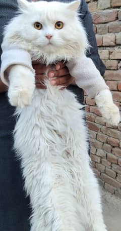 TRIPLE COAT WHITE PERSIAN CAT PAIR