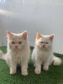 pure persian pair kittens for sale