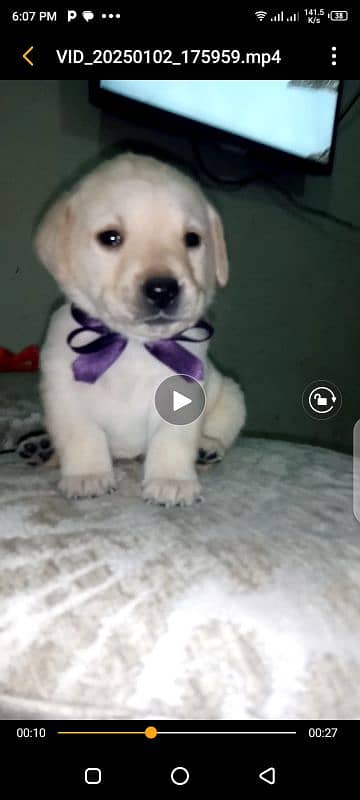 british labrador pup 03207562262 5