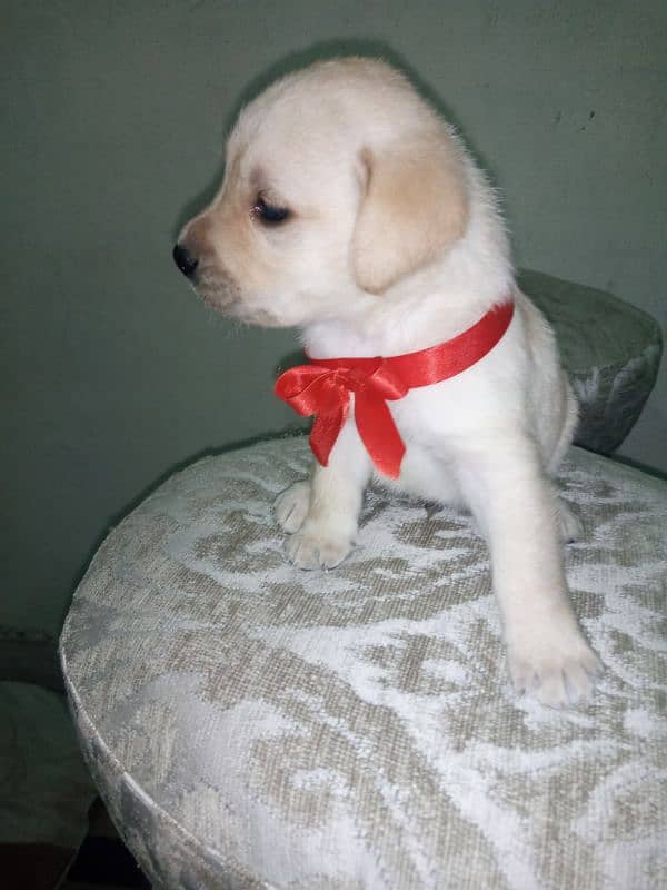 british labrador pup 03207562262 6