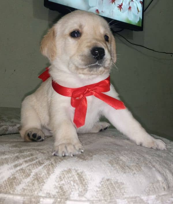 british labrador pup 03207562262 9