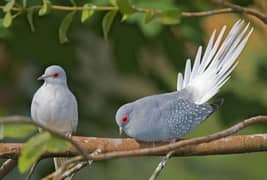 Daimond Dove Breeder Pair