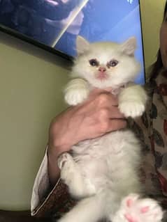 White persian kitten for sale