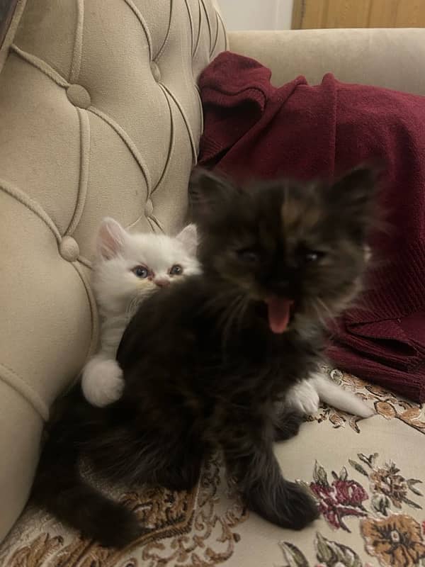 White persian kitten for sale 1