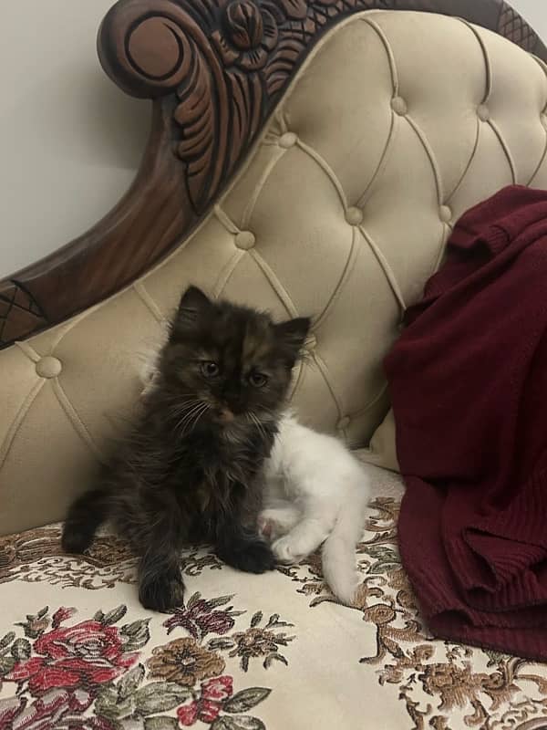 White persian kitten for sale 2