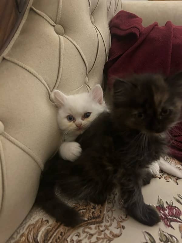 White persian kitten for sale 4