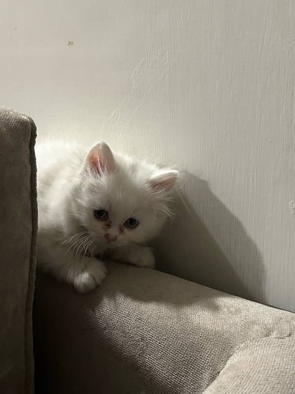 White persian kitten for sale 5