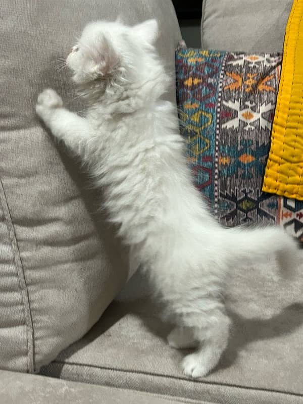 White persian kitten for sale 7