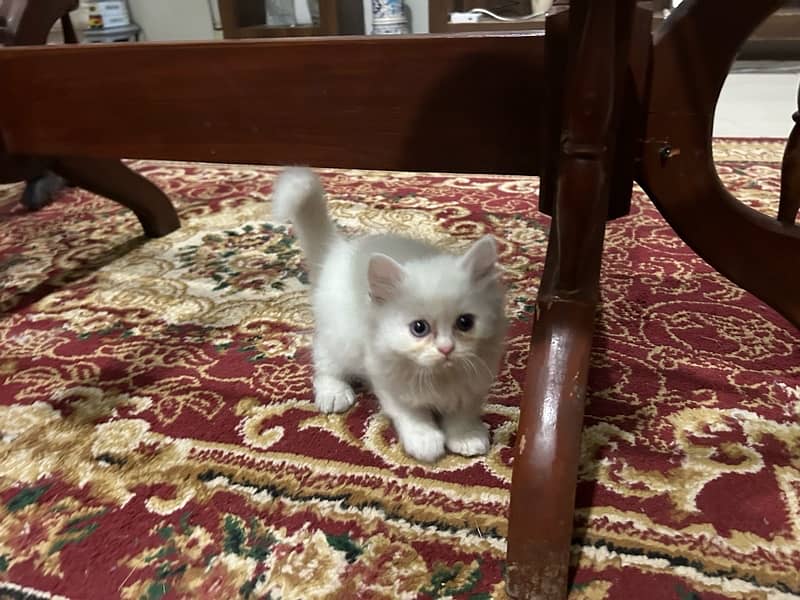 White persian kitten for sale 8