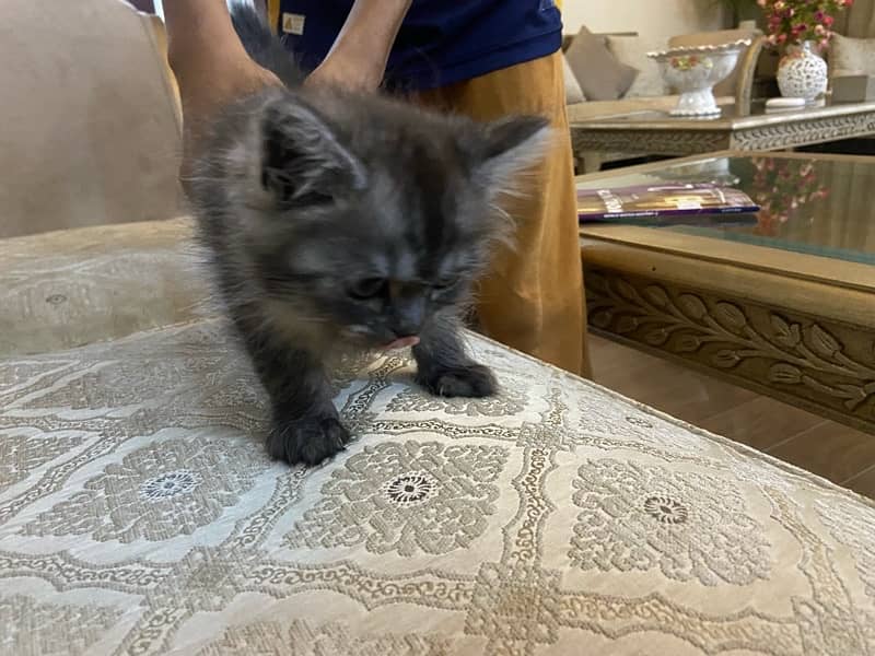 grey persian kitten 45 days of age 0