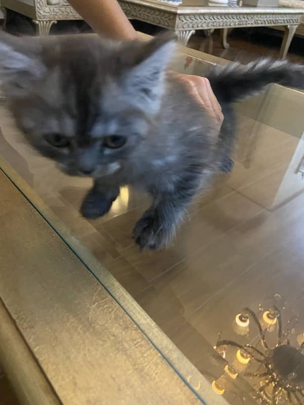 grey persian kitten 45 days of age 1