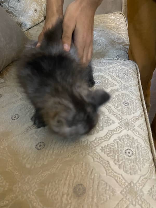 grey persian kitten 45 days of age 2