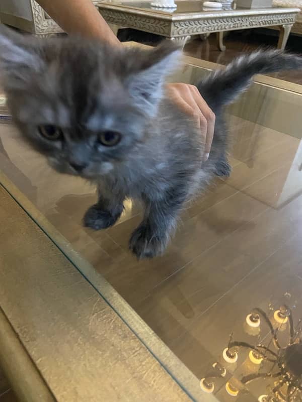 grey persian kitten 45 days of age 3