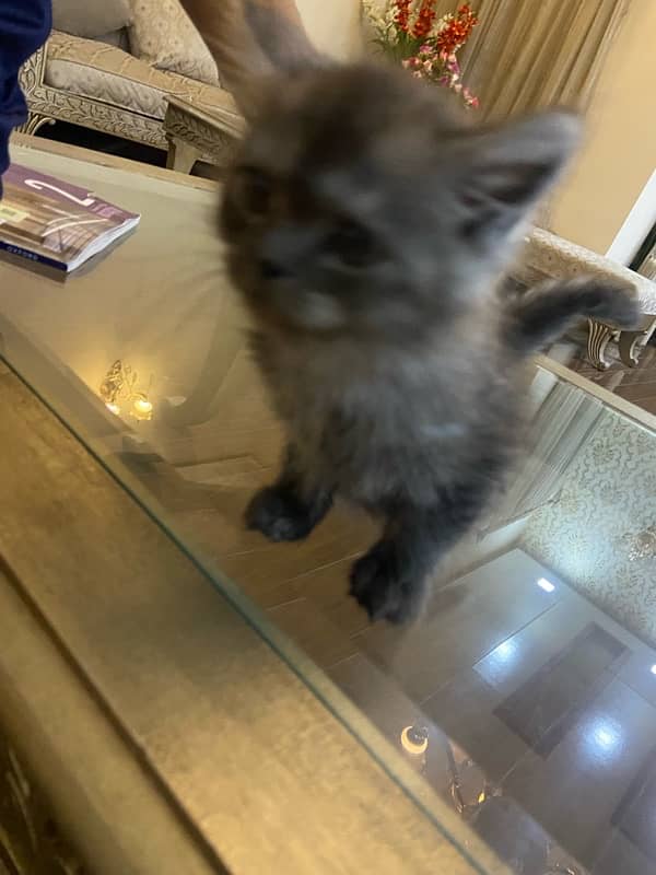 grey persian kitten 45 days of age 4