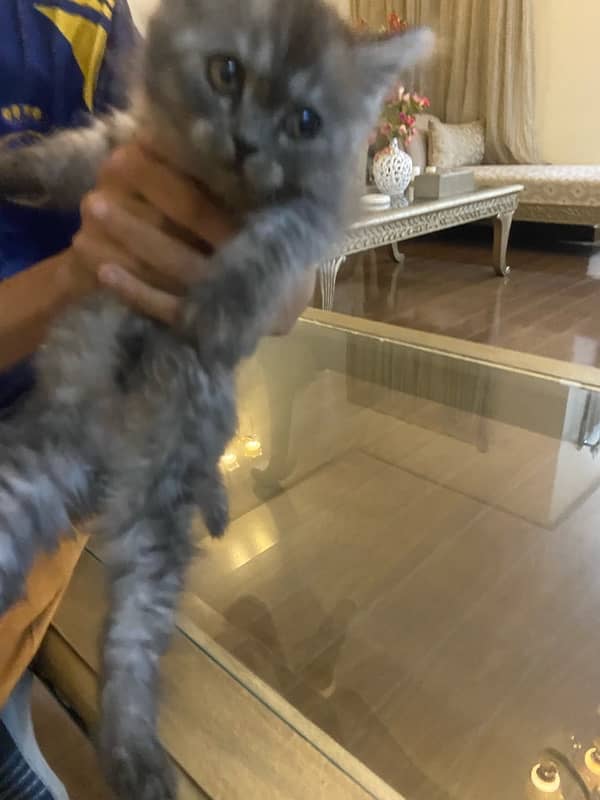 grey persian kitten 45 days of age 5