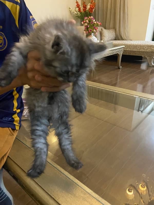 grey persian kitten 45 days of age 6