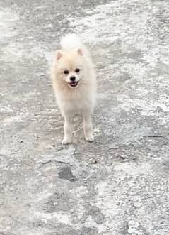 imported Pomeranian male