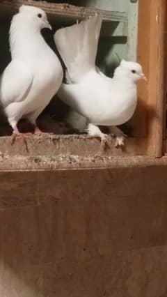 white and black pigeon pair