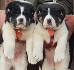 Alabai Dog pair | King Alabai Breed | Alabai Puppies