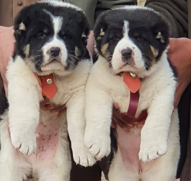 Alabai Dog pair | King Alabai Breed | Alabai Puppies 0