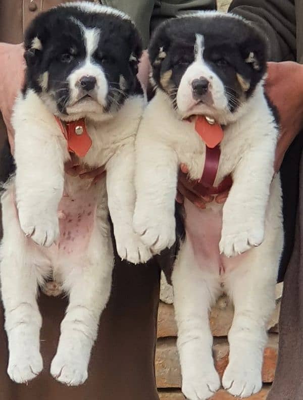 Alabai Dog pair | King Alabai Breed | Alabai Puppies 1